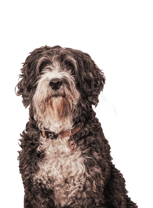 Finn the dog